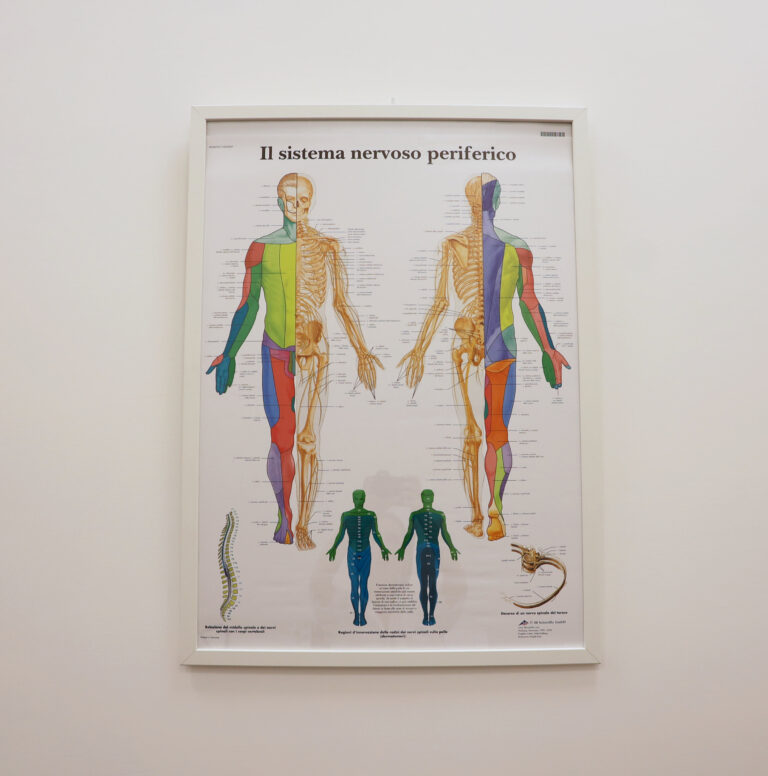 Poster didattico che illustra il sistema nervoso periferico e i dermatomeri